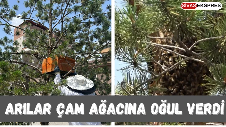 Arılar Çam Ağacına Oğul Verdi