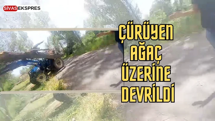 Çürüyen Ağaç Üzerine Devrildi