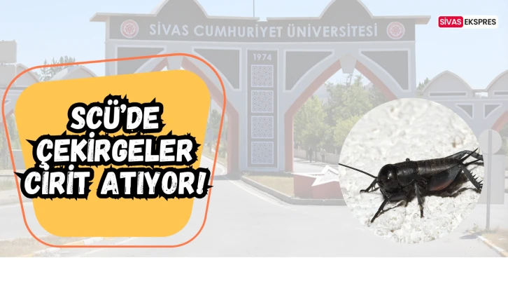 SCÜ’de Çekirgeler Cirit Atıyor!