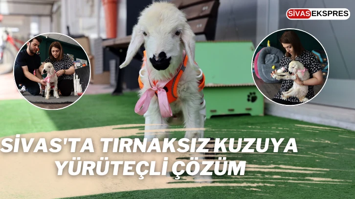 Sivas'ta Tırnaksız Kuzuya Yürüteçli Çözüm