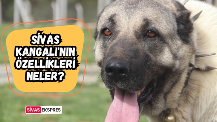 Sivas Kangalı'nın Özellikleri Neler?