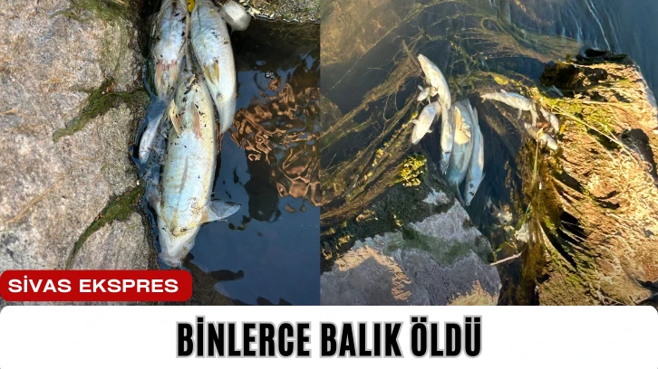 Binlerce Balık Öldü