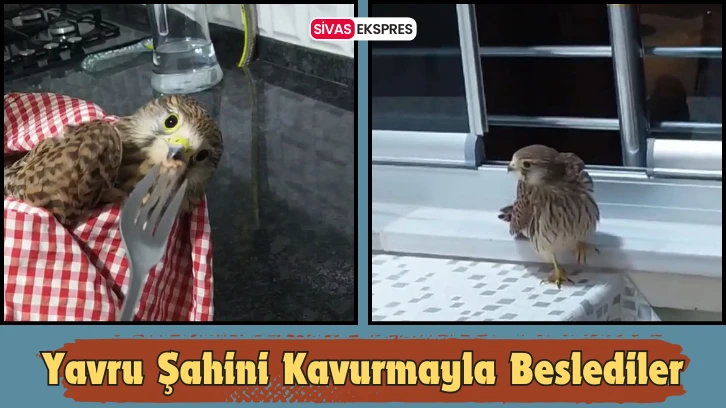 Yavru Şahini Kavurmayla Beslediler
