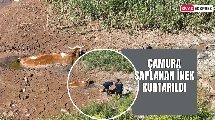 Çamura Saplanan İnek Kurtarıldı