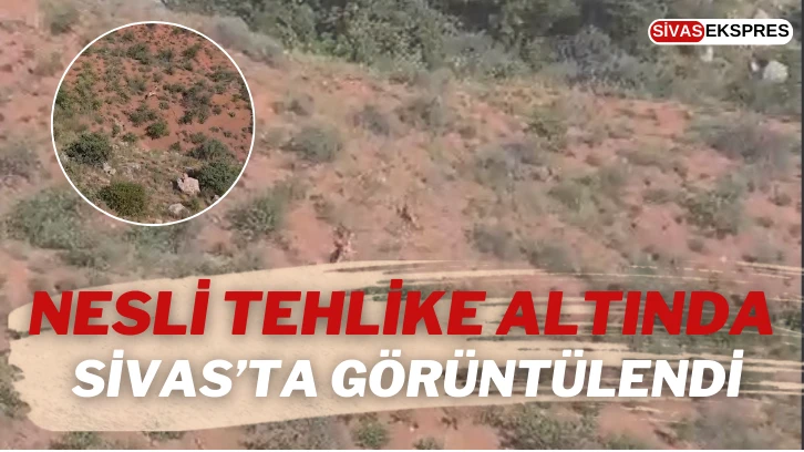 Nesli Tehlike Altında, Sivas’ta Görüntülendi