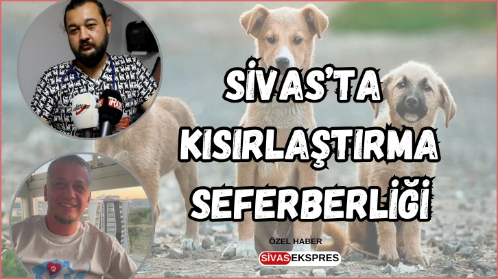 Sivas’ta Kısırlaştırma Seferberliği