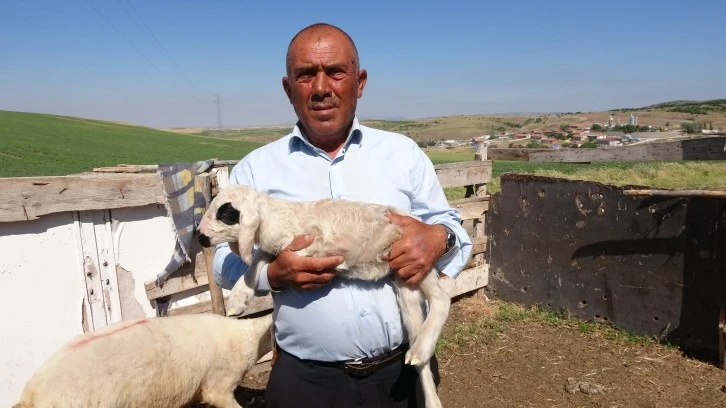 Üç Bacaklı Kuzu Şaşırttı