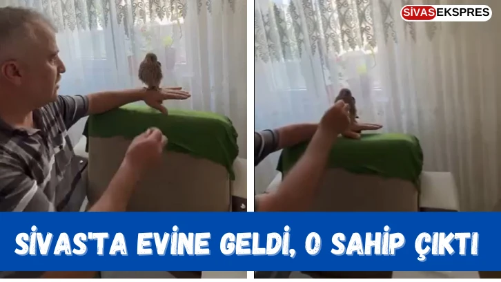Sivas'ta Evine Geldi, O Sahip Çıktı
