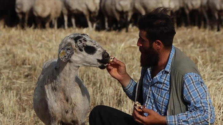 Çoban İle Koyunun Gülümseten Dostluğu