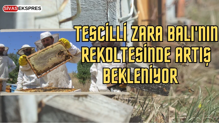 Tescilli Zara Balı'nın Rekoltesinde Artış Bekleniyor   