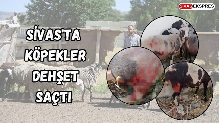 Sivas'ta Köpekler Dehşet Saçtı 
