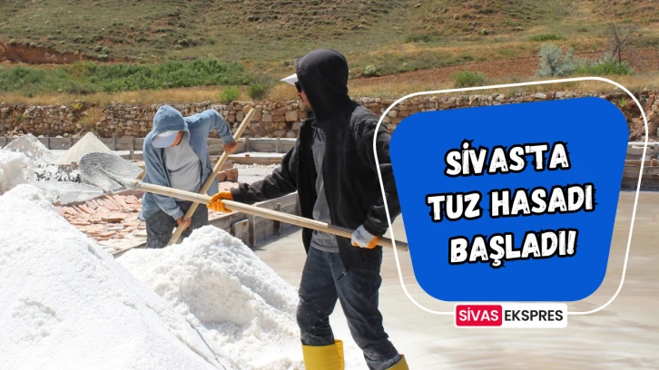 Sivas'ta Tuz Hasadı Başladı!
