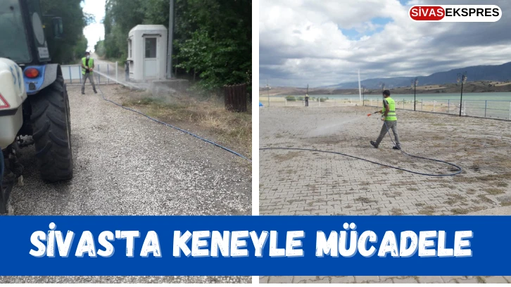 Sivas'ta Keneyle Mücadele