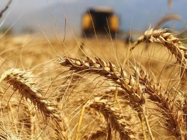 Hububat Fiyatlarında Son Durum