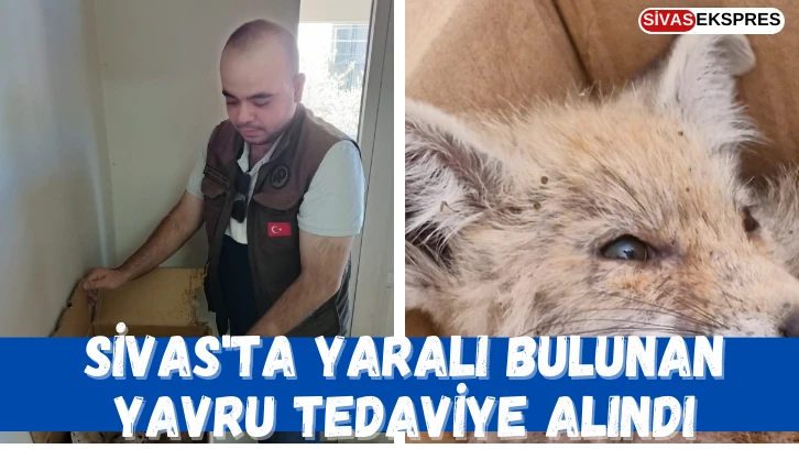 Sivas'ta Yaralı Bulunan Yavru Tedaviye Alındı