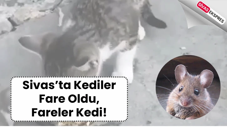 Sivas’ta Kediler Fare Oldu, Fareler Kedi!