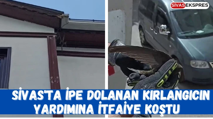 Sivas'ta İpe Dolanan Kırlangıcın Yardımına İtfaiye Koştu