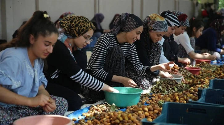 Tarım İşçileri Kayısı Mesaisinde