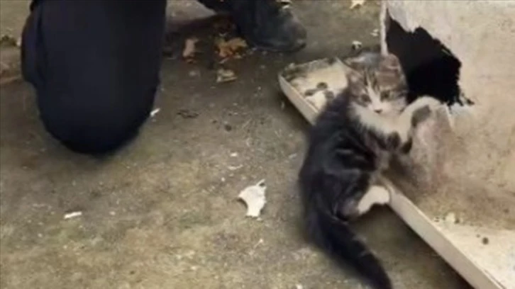 Başı Küvetin Giderine Sıkışan Kedi Kurtarıldı