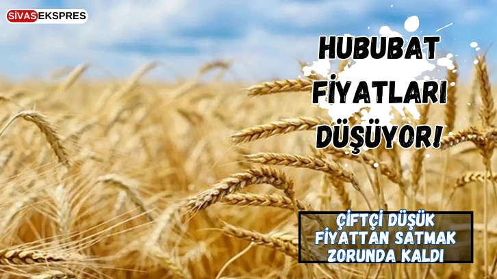 Verilere Göre Hububat Fiyatları Düşüyor!