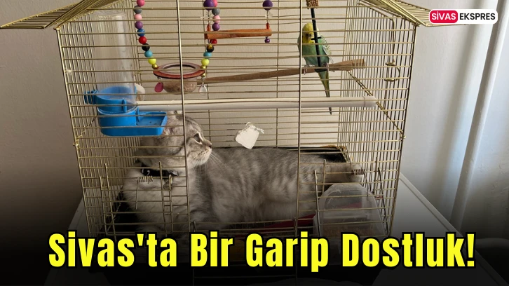 Sivas'ta Bir Garip Dostluk!