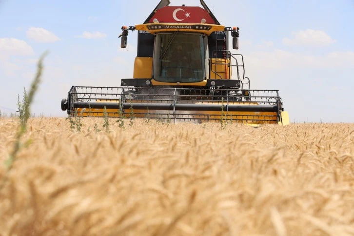 Buğday Rekoltesinde Düşüş 