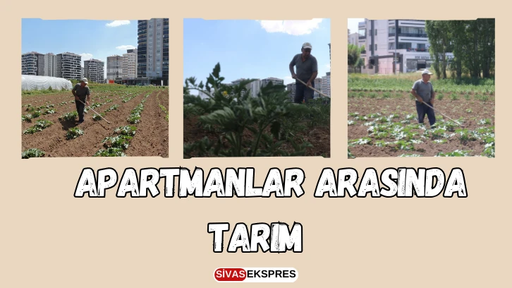 Sivas'ta Apartmanlar Arasında Tarım  