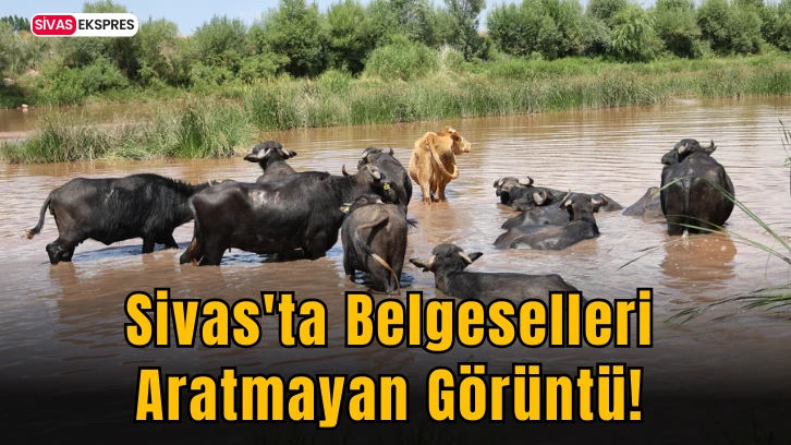 Sivas'ta Belgeselleri Aratmayan Görüntü!