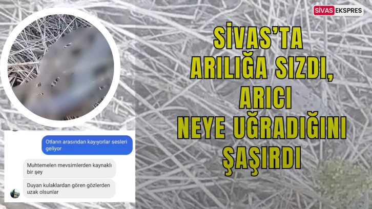 Sivas'ta Arılığa Sızdı, Arıcı Neye Uğradığını Şaşırdı!
