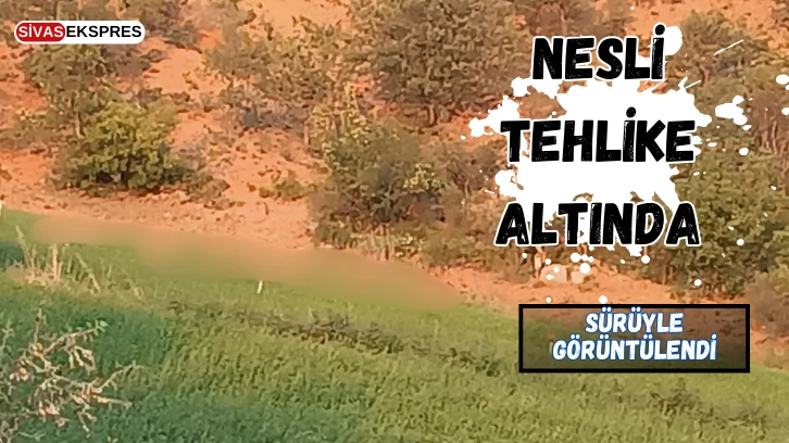 Nesli Tehlike Altında, Sürüyle Görüntülendi