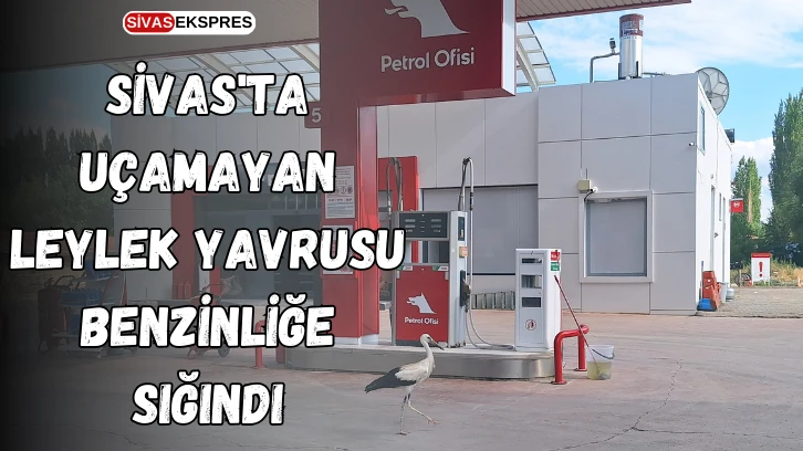 Sivas'ta Uçamayan Leylek Yavrusu Benzinliğe Sığındı