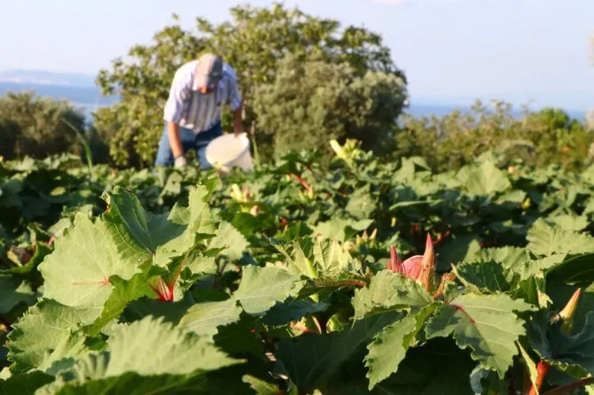 Tam şifa kaynağı bütün hastalıklara iyi geliyor
