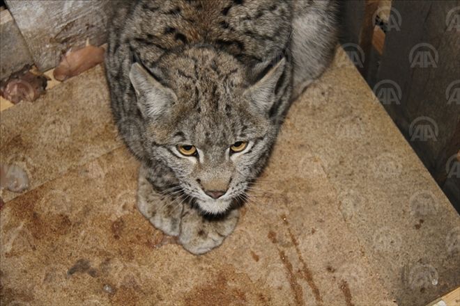 YAVRU VAŞŞAK YAKALANDI