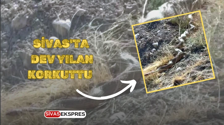 Sivas'ta Dev Yılan Korkuttu   
