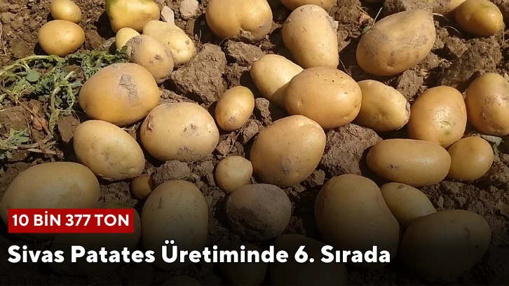 Sivas Patates Üretiminde 6. Sırada