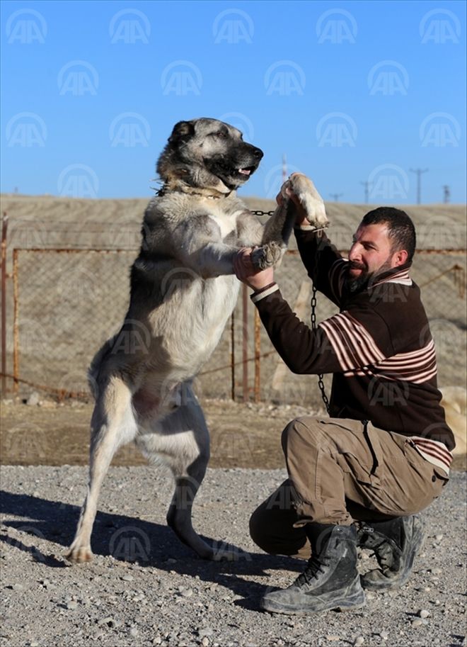 KANGAL KÖPEĞİ ISIRMAZ, TESLİM ALIR