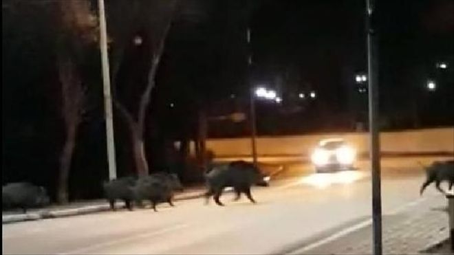 YABAN DOMUZU SÜRÜSÜ ÜNİVERSİTE KAMPÜSÜNE GİRDİ