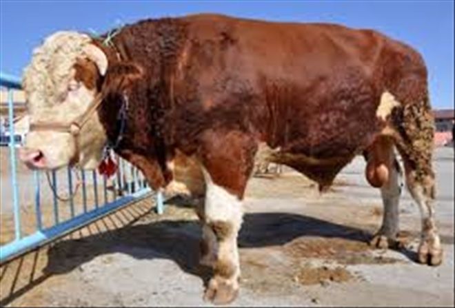 SİVAS´ın KÖYLERİNDE CENK TOSUNLAR YETİŞECEK