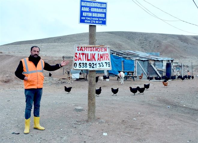 BESİCİLER CANLI HAYVAN BULMAKTA ZORLANIYOR