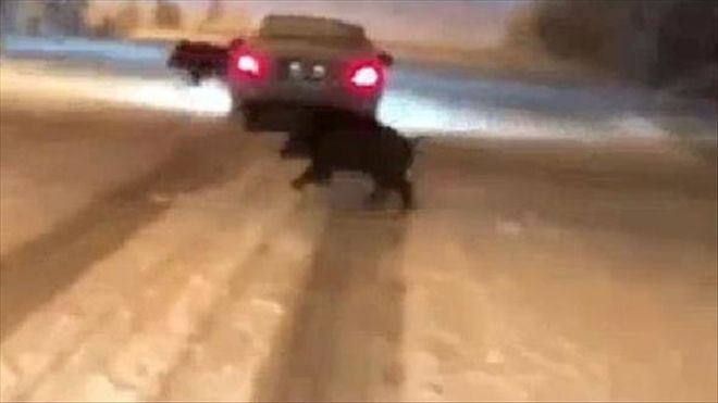 YABAN DOMUZU SÜRÜSÜ YİNE ÜNİVERSİTE KAMPÜSÜNE GİRDİ