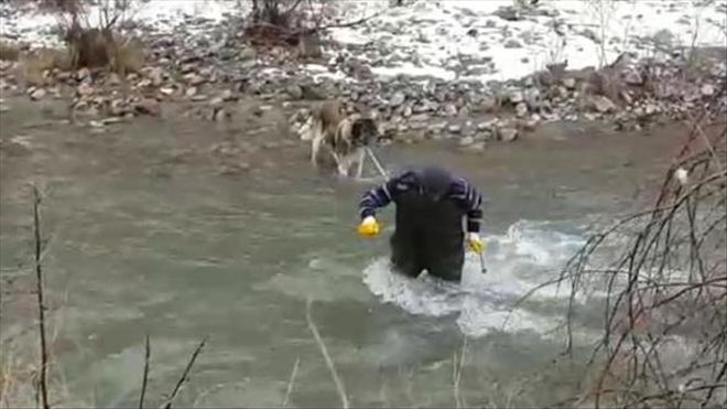 ÇAYDA MAHSUR KALAN KÖPEK KURTARILDI