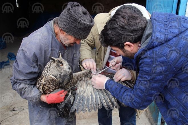 YARALI BAYKUŞ TEDAVİ ALTINA ALINDI
