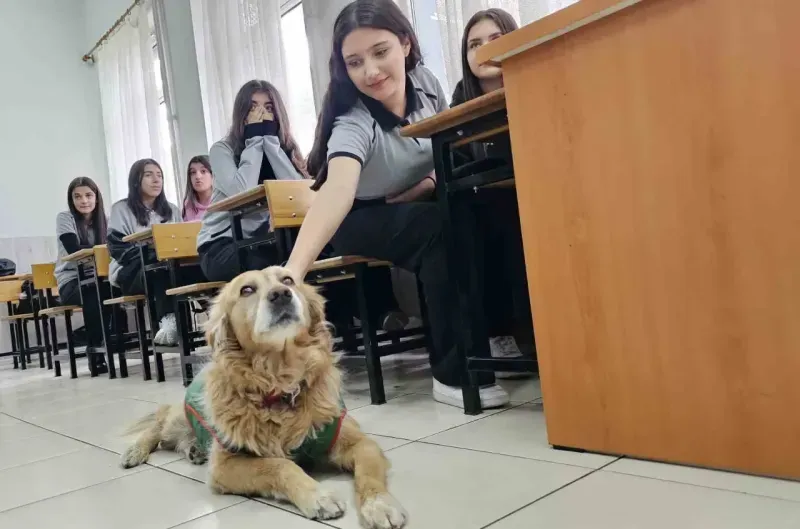 Terkedilen Fındık, okulun maskotu oldu