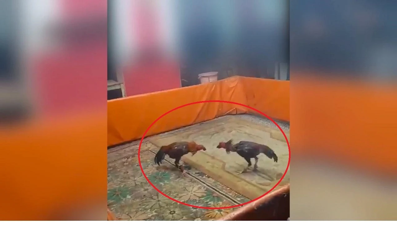 Horoz dövüştüren 8 kişiye 450 bin TL ceza