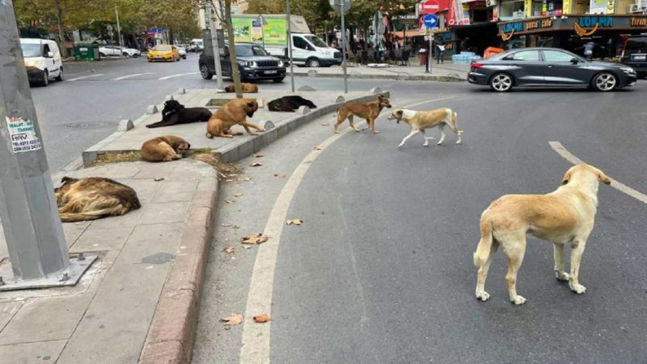 Bakanlıktan Sivas'a Genelge! 71 Bin Lira Ceza!