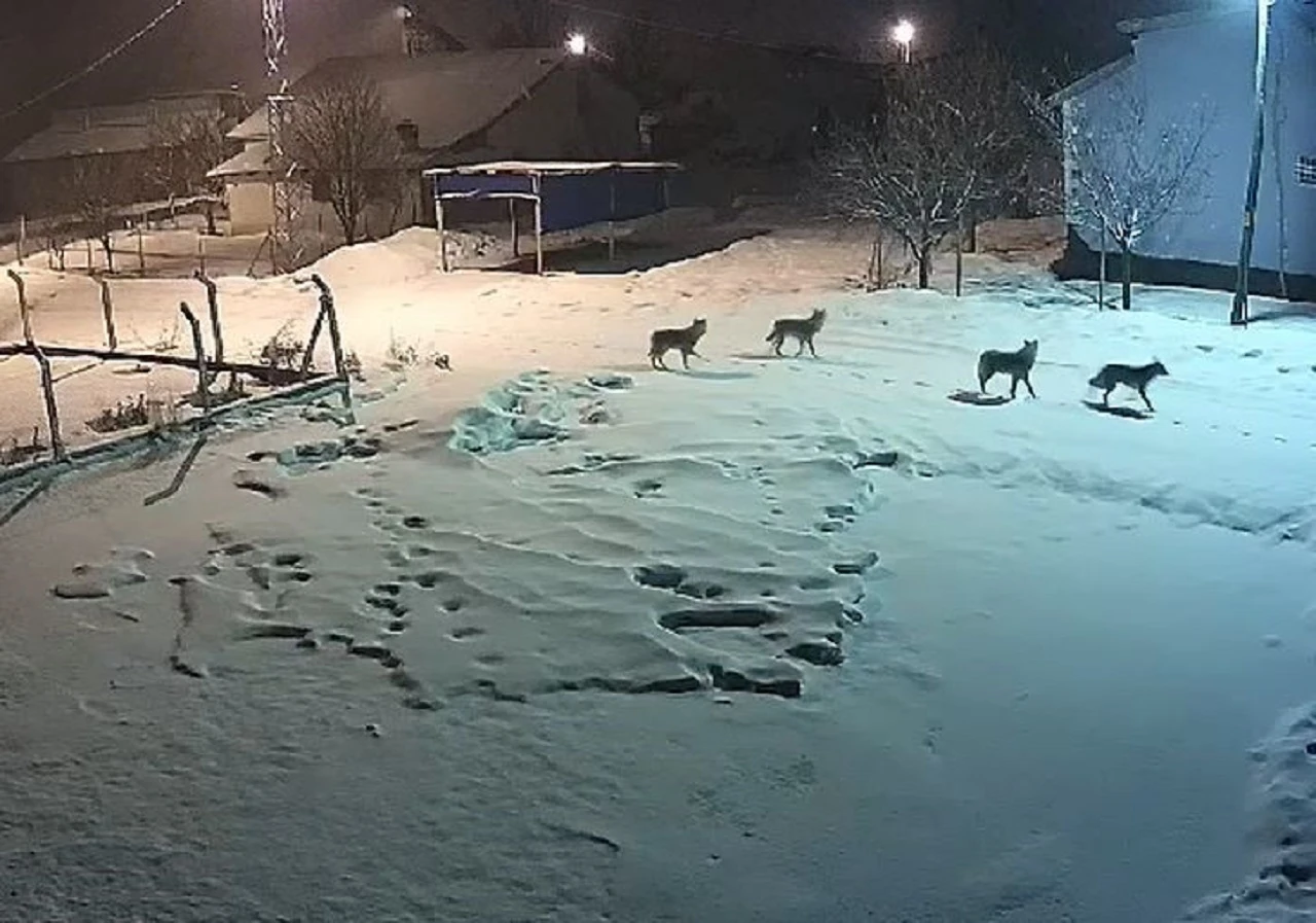 Sivas'ta 15 Köpeği Telef Eden Kurt Sürüsü Köye İndi