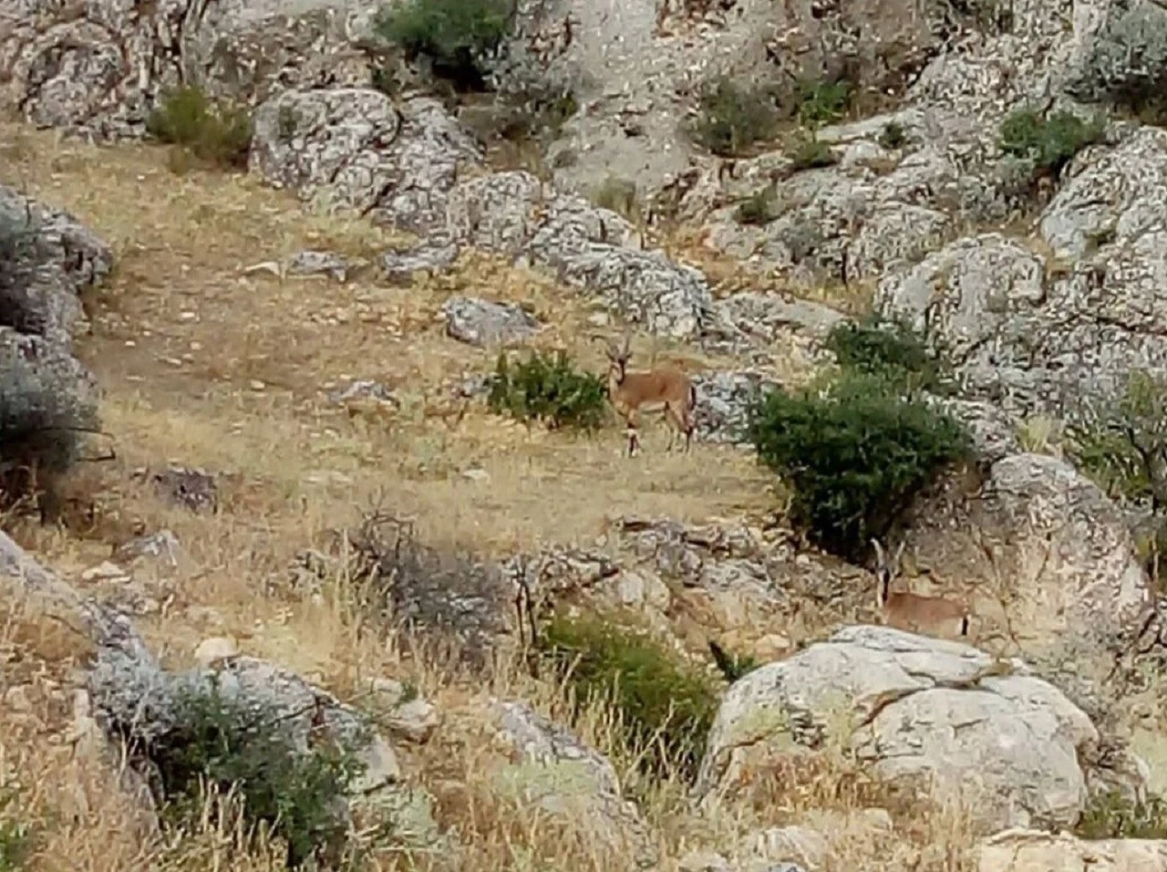 Dağların Eşsiz Tırmanıcıları Sivas'ta Sürü Halinde Görüntülendi   