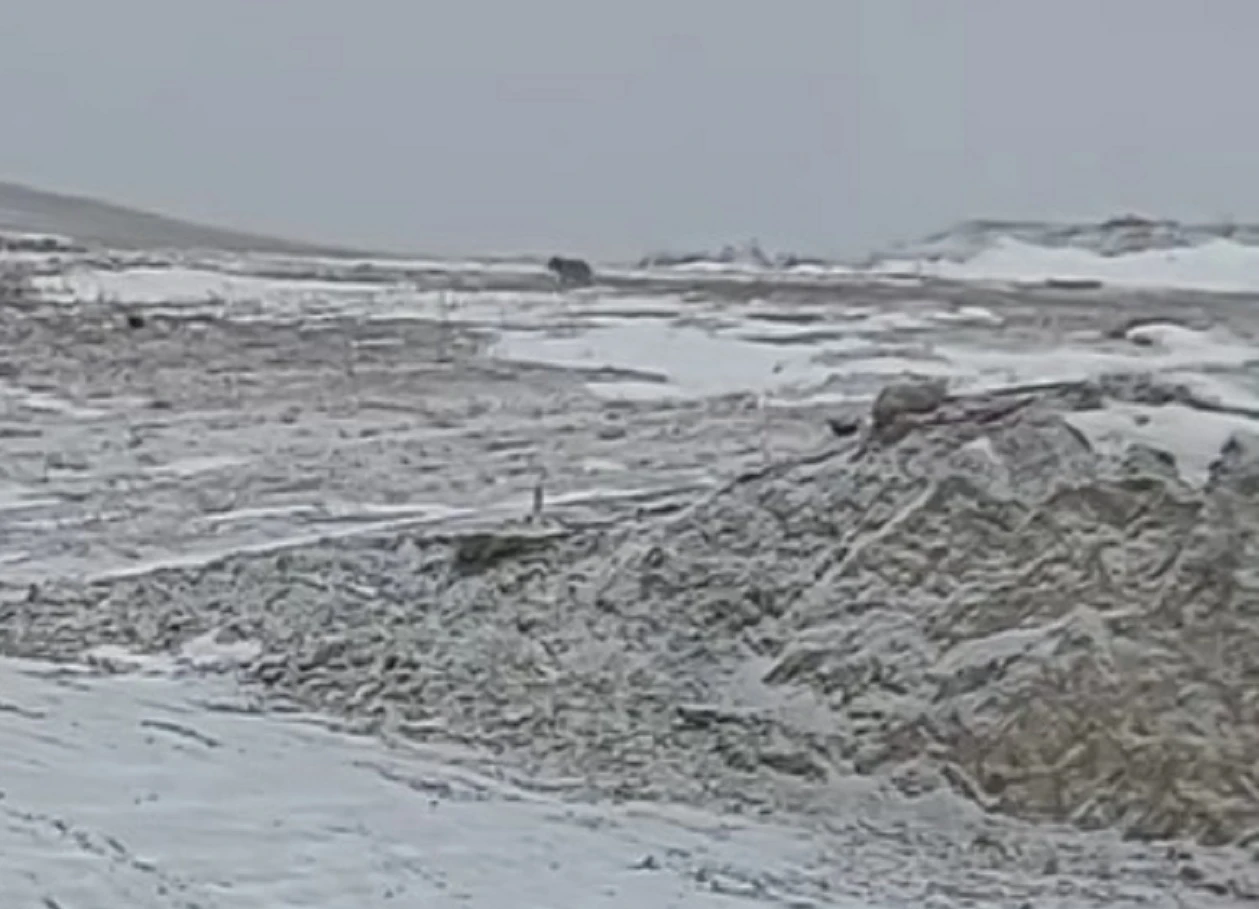 Sivas Kent Merkezine Kurt İndi