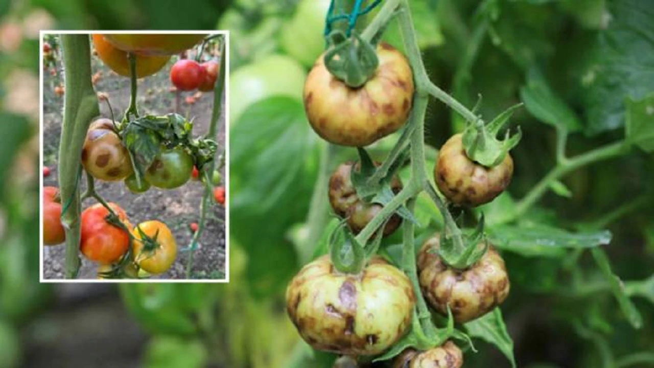 Tüketeni hasta ediyor!