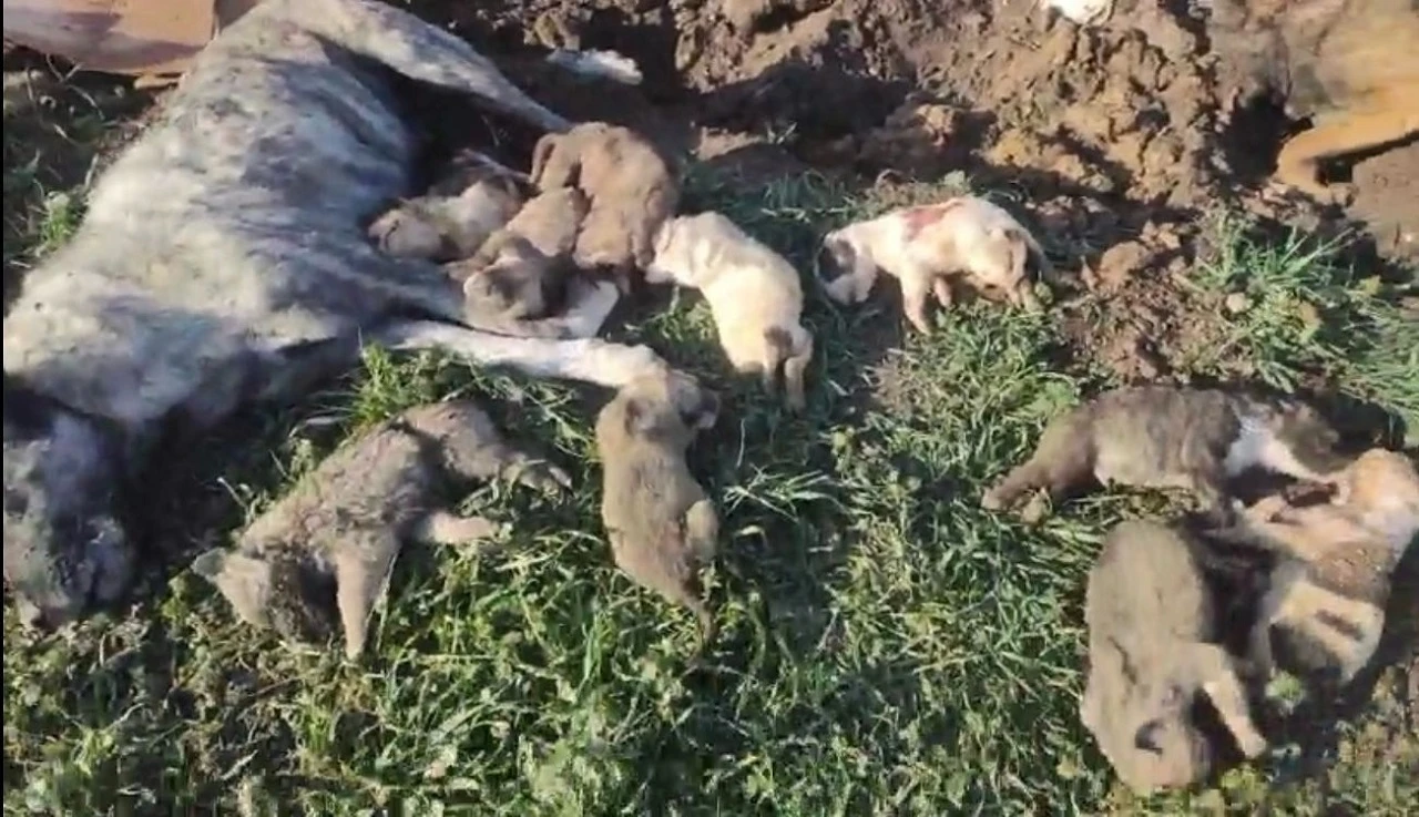 Köpek ölümlerine ilişkin soruşturmada 4 kişi görevden alındı